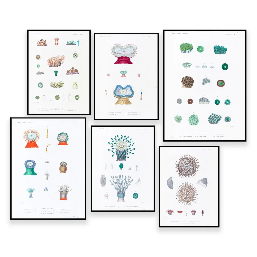 

Soft Coral, Leather Coral, Sarcophyton, Marine Life, Coral, Vintage Poster, Science Art, Marine Biology, Science Drawing