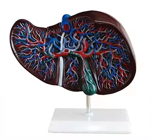 

Medical Teaching Equipment Anatomical Model Medical Teaching Auxiliary Human Organ Model Liver Model
