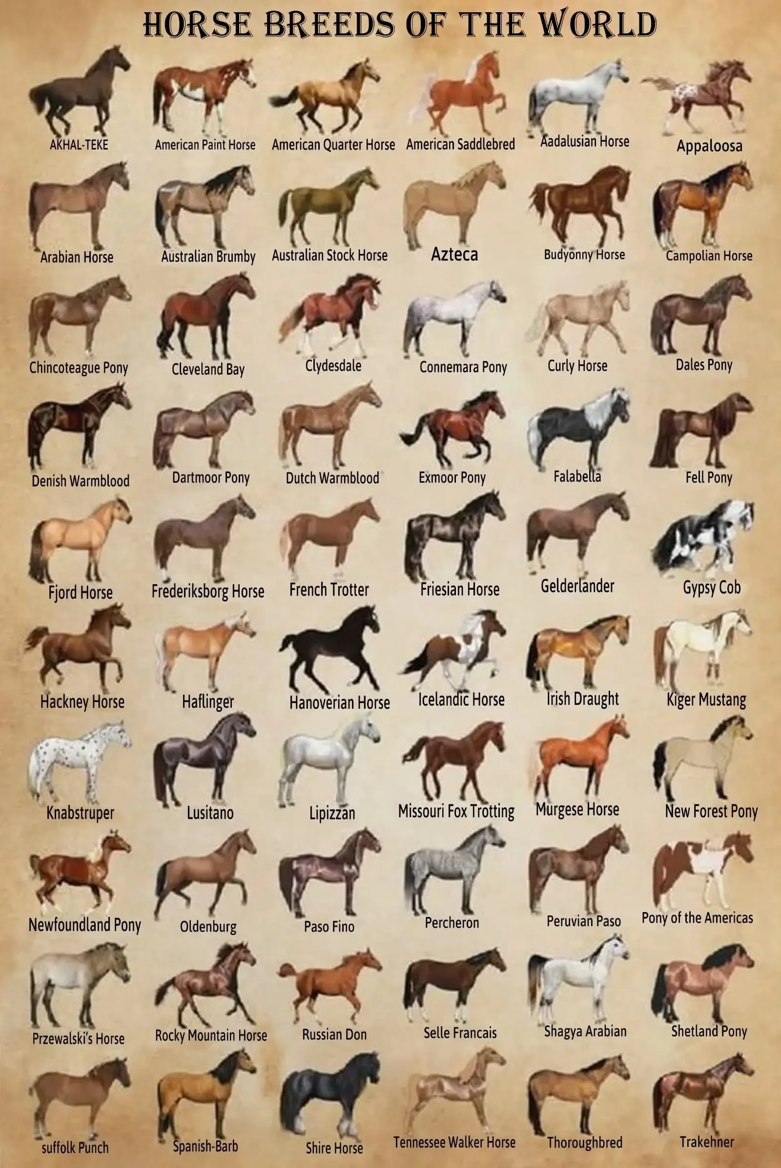 Horse Knowledge Metal Tin Sign Horse Breeds Of The World Retro Poster School Education Country Farm Cafe Living Room Bathroom Ki