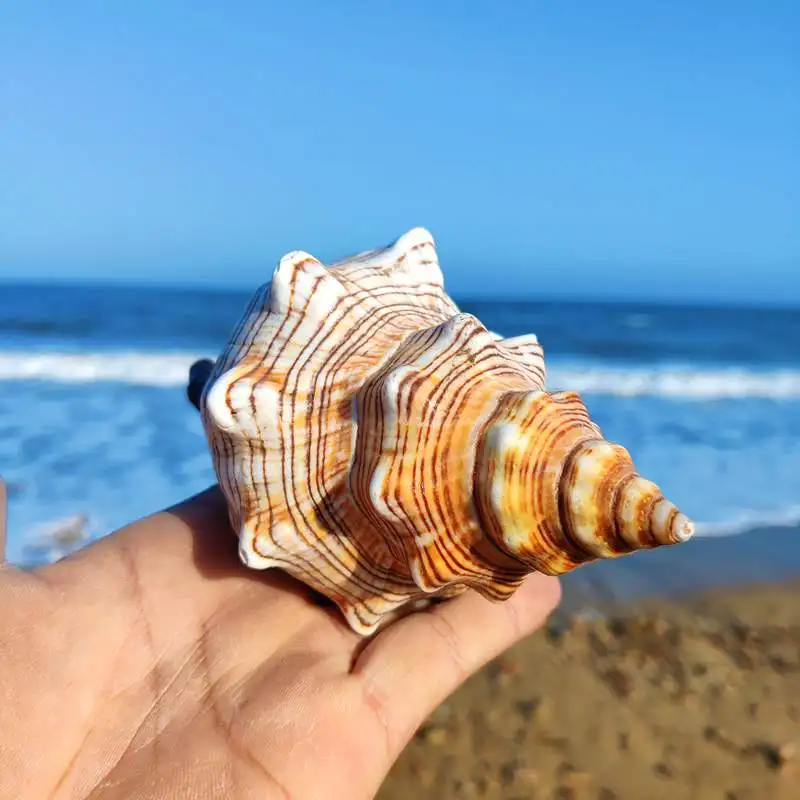 1PC Striped Fox Conch Sea Shells Large Natural Seashells Perfect for Fish Tank Wedding Decor Beach Theme Party Home Decorations