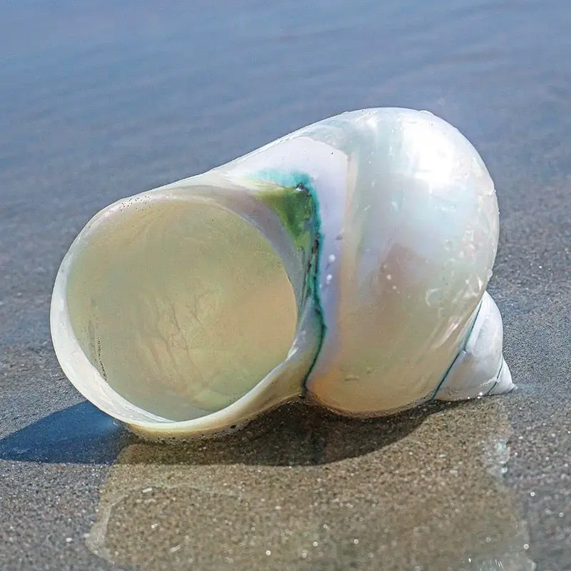 White Jade Snail Peeled White Snail Fish Tank Aquarium Landscaping Hermit Crab Rolled Shell Fish Replacement Breeding Shell