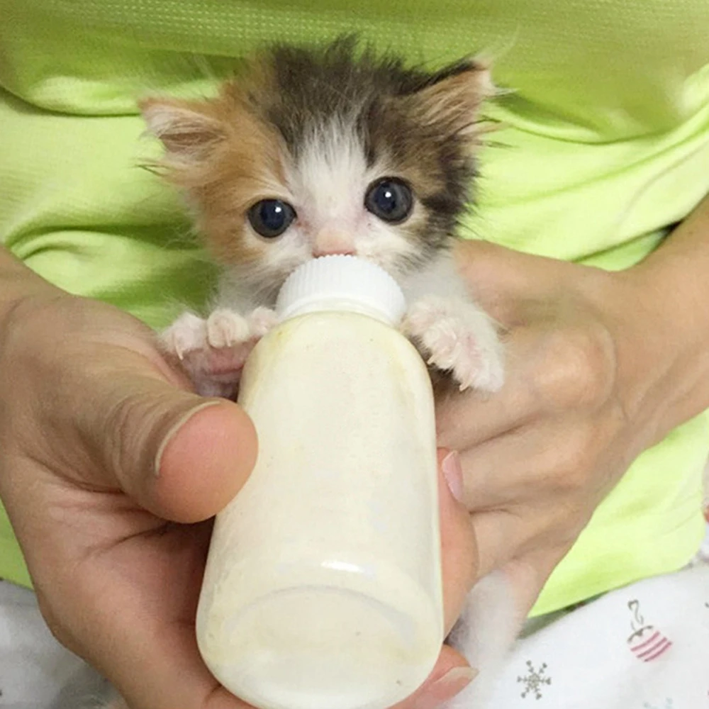 Pet Feeding Device Set Cat Dog Care Nipple Bottle Suit Newborn Kitten Feed Device with Feeding Bottle Puppy Pet Accessories