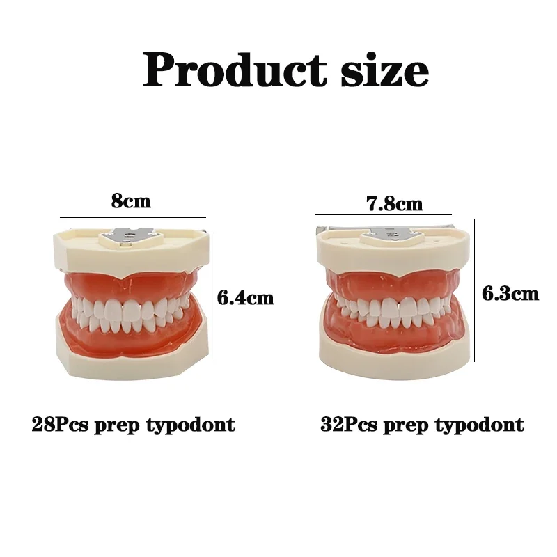 28/32 Teeth Model Dental Teaching Model Soft Gum Typodont Teeth Model Dentist Technician Practice Training Demonstration