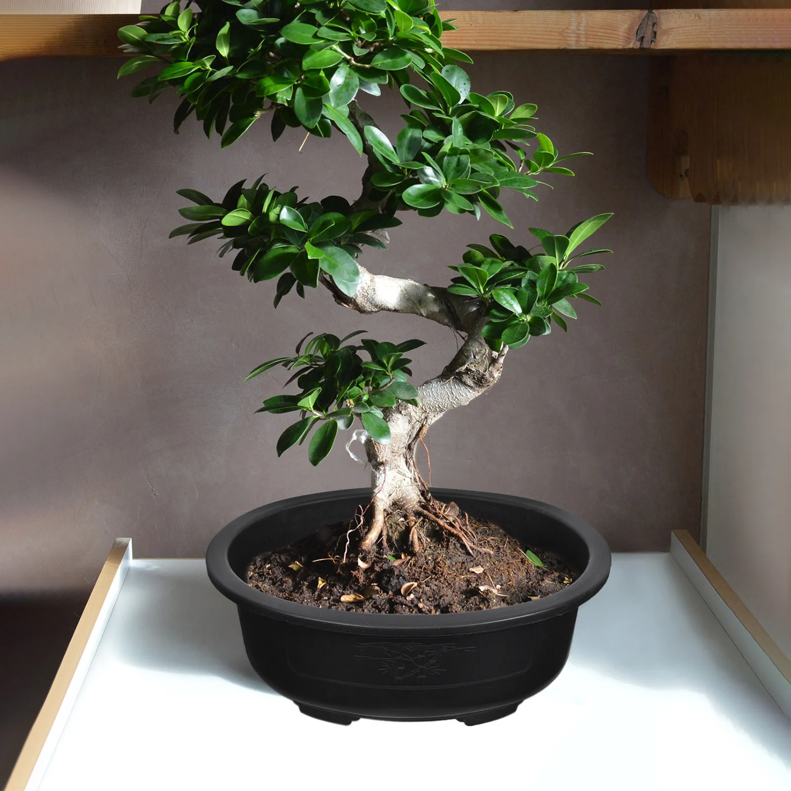 

2Pcs Oval Bonsai Pot Large-Capacity Flowerpot Reusable Plastic Planting Container for Balcony Windowsill Gardening Supply