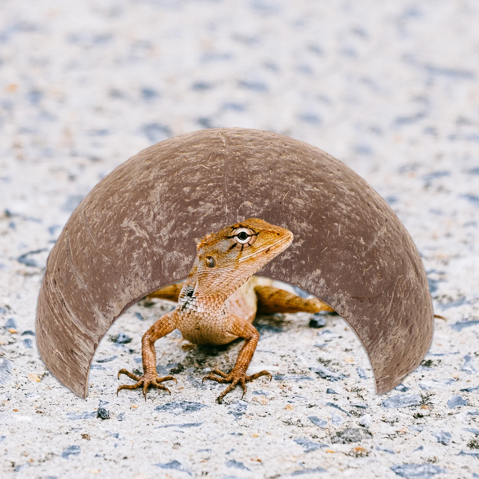 

2pcs Coconut Shell Cave Reptile Hideout Small Terrarium Decoration Portable Reptile Shelter Tortoise Hiding Place Gecko for Pet