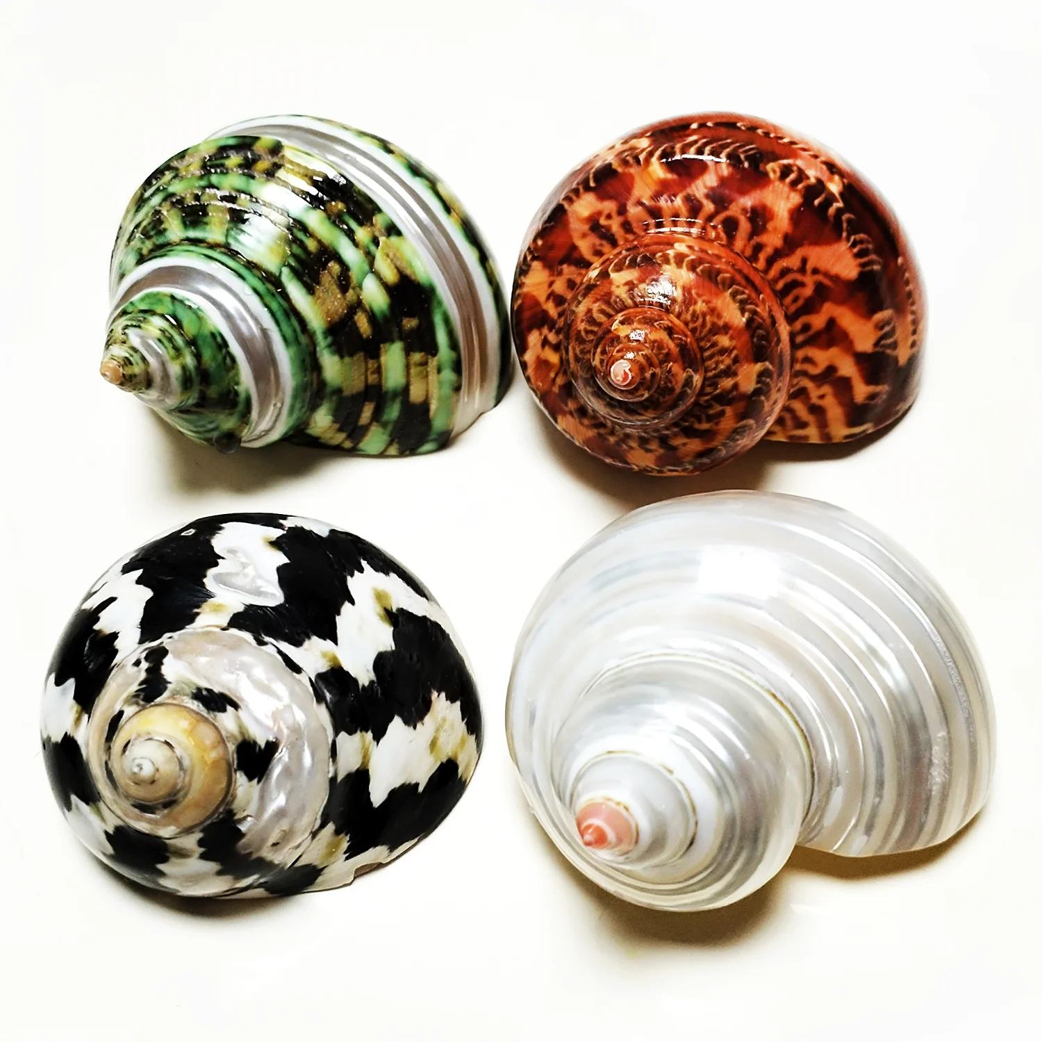 4PCS Assorted Hermit Crab Shells Colorful Turbo Shells, 4-6CM Hermit Crab House for Décor, Opening Approx 2.5CM Natural Crafts