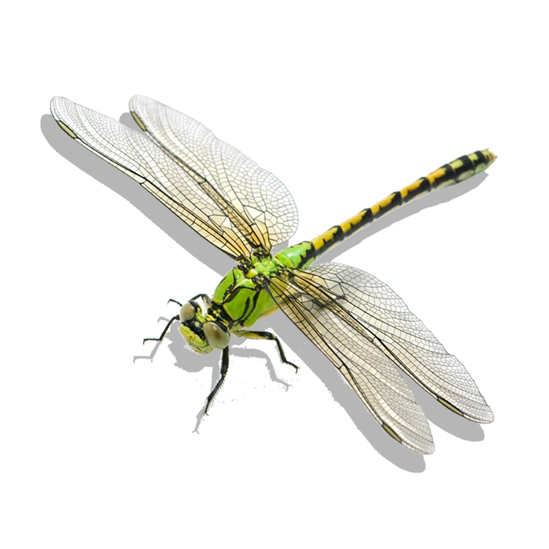 T353 # realistische Insekten Libelle Wanda uf kleber Bad Toilette Wohnzimmer Schrank Kühlschrank Home Decoration Aufkleber – Detail 6