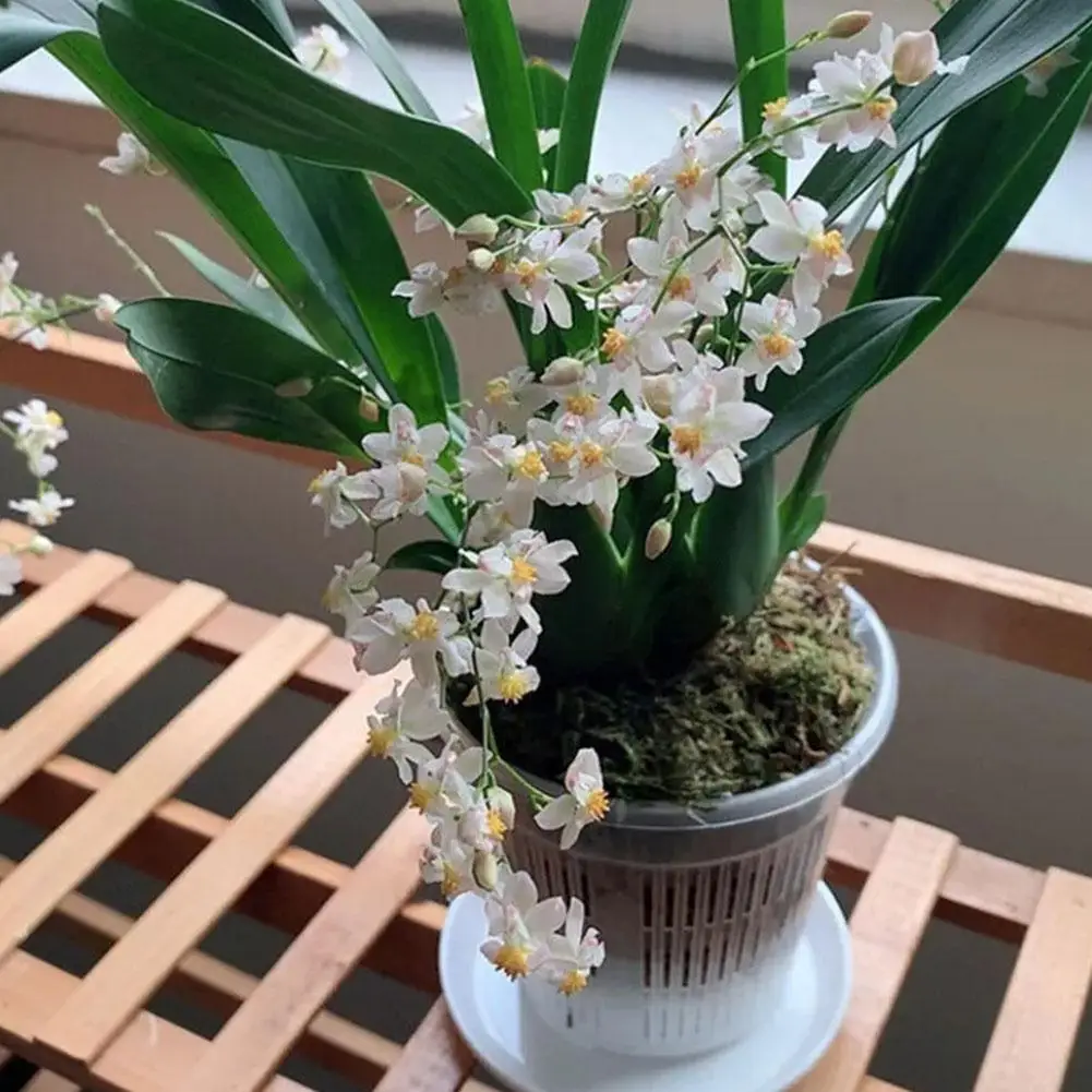 Mesh Pot Root Control Transparent Flowerpot for Phalaenopsis Orchid Cattleya Breathable Container Drainage Hole Orchid Pot