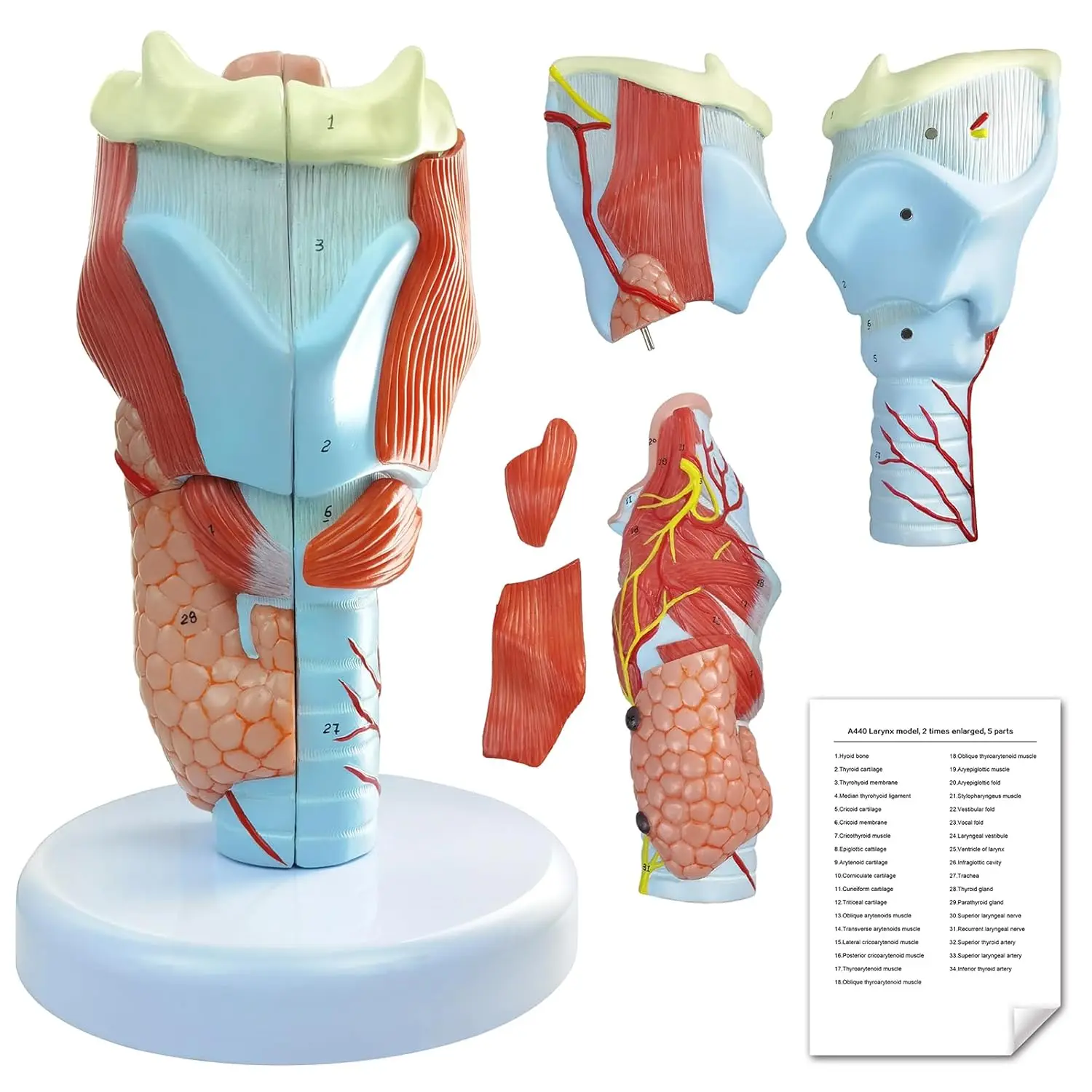 2X Enlarged Human Throat Model Anatomically Accurate Throat Model Human Throat Anatomy for Science Study Display Model