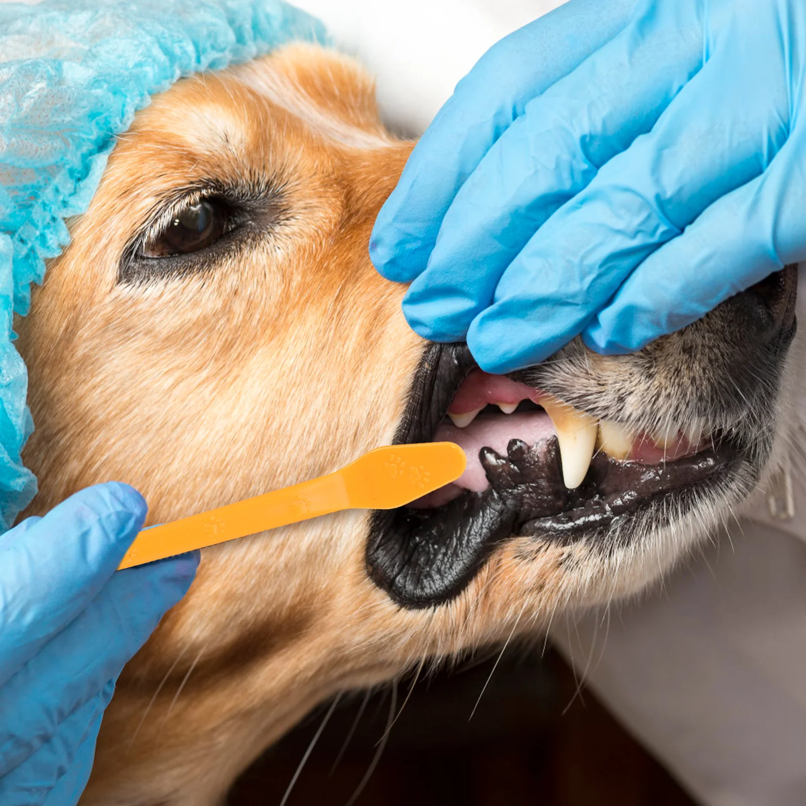 

10Pcs Dog Toothbrush Pet Oral Cleaning Dual-Head Nylon Brush Puppy Tooth Brushing Kit Handheld Portable Pet Cleaning Supplies