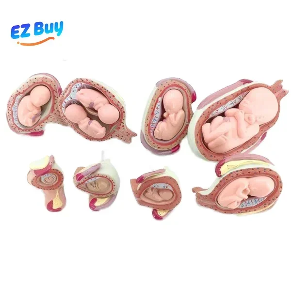 2025.4 8 Parts Embryo Anatomicla Model, Embryonic Development 8 Stages Model