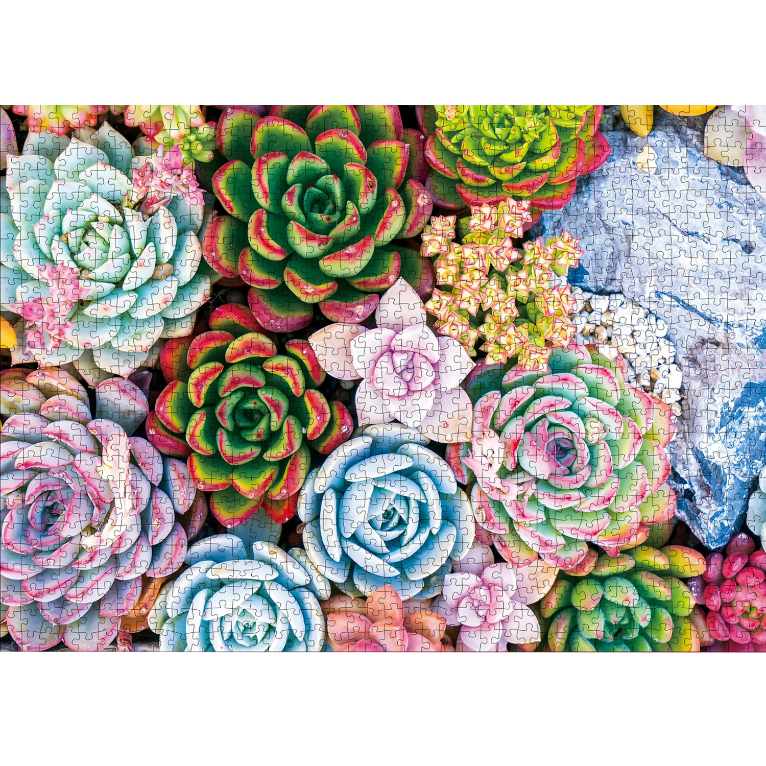 1000 Pieces Succulent Cactus Jigsaw Puzzles for Adults Home Decor Games Family Fun Floor Puzzles Educational Toys for Kids