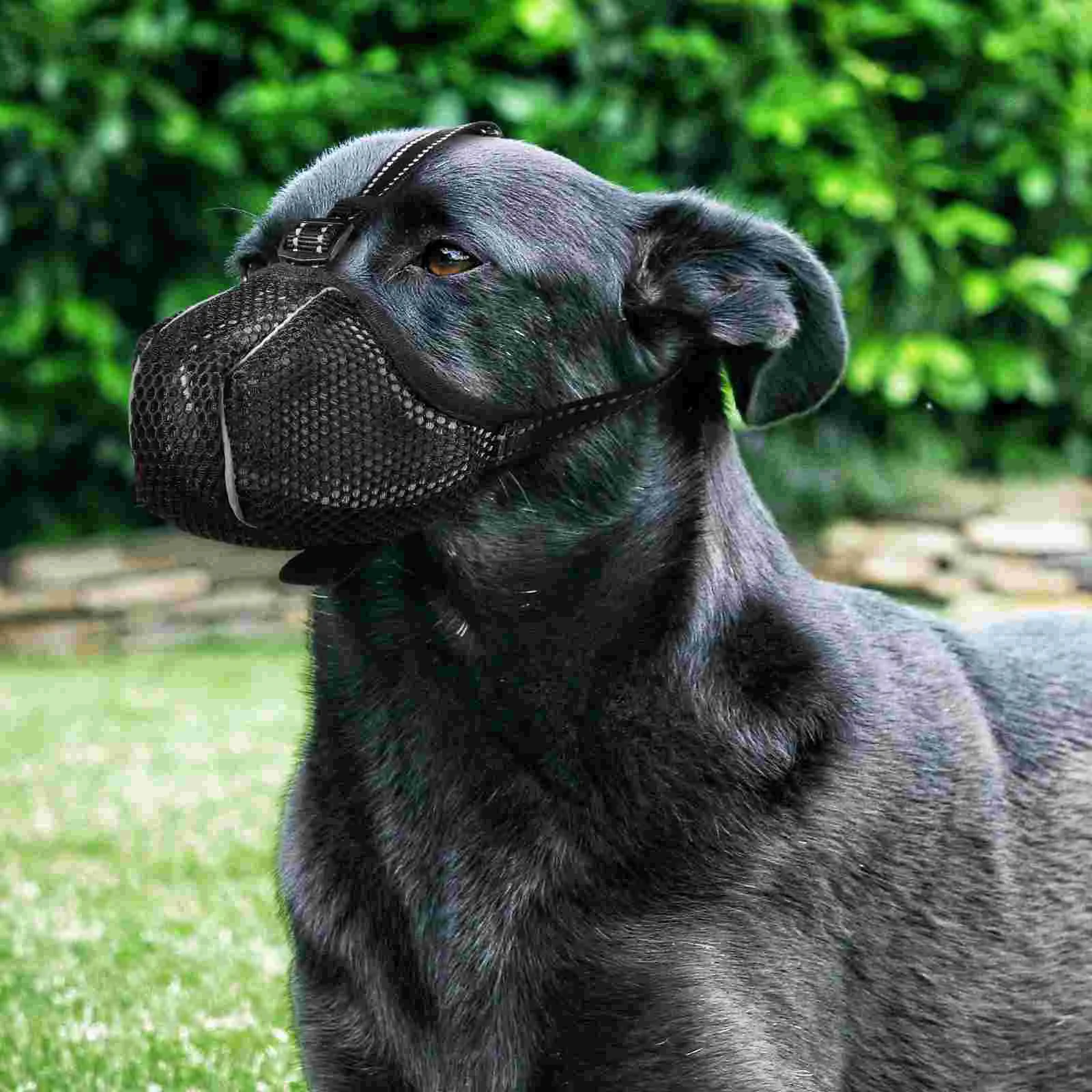 Anti-bite Dog Muzzle for Small Dogs Stop Barking Puppy Net Face Guard Basekt Breathable Mesh Medium Sized Grooming Basket