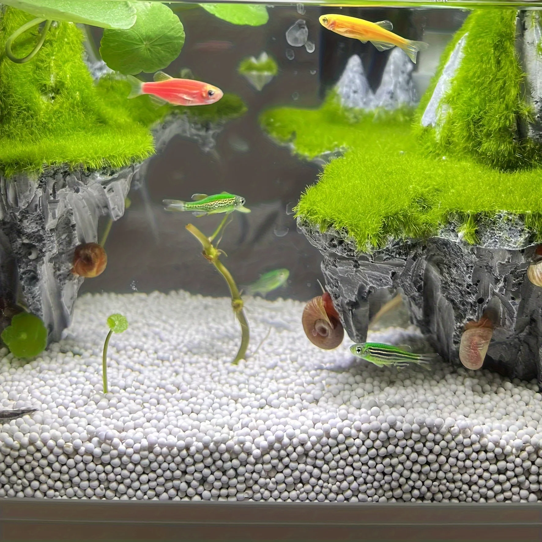 Decorazione per acquario di mo - Aquarium Fish Games recensione e prezzo
