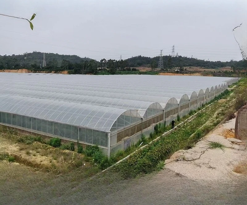 2025 الدفيئة البلاستيكية المستمرة زراعة الشتلات الزراعية الدفيئة ذات درجة الحرارة المستمرة