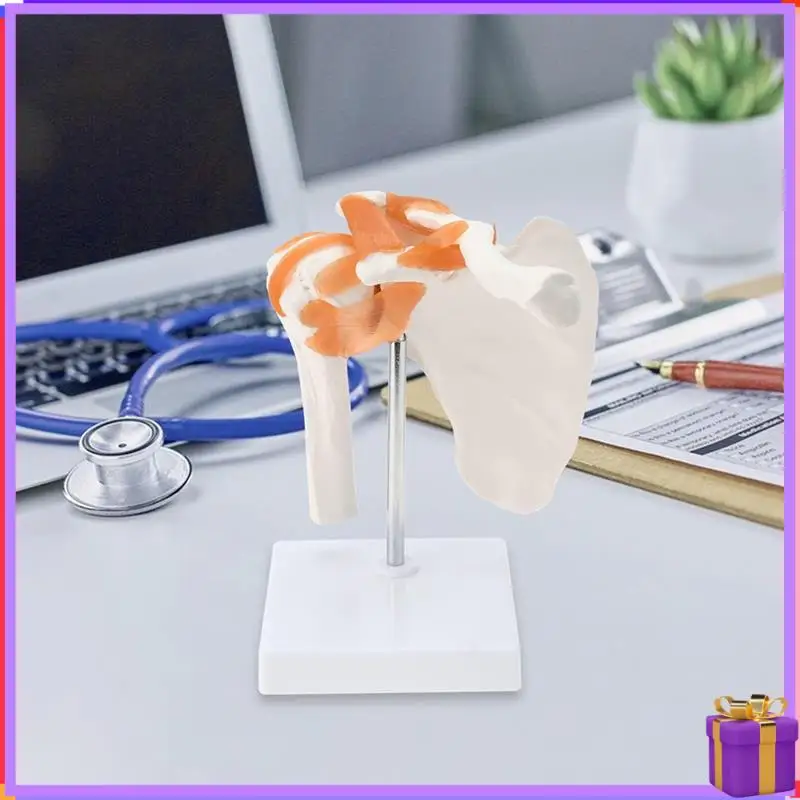 Advanced  Shoulder Anatomy Model With Functional Ligaments, Shoulder Joint Model For  Teaching Display Model