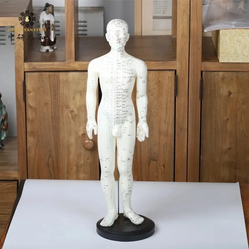 Acupuncture Manniquin Body Female Model PVC Male Human Acupuncture Model Acupoint Traditional Chinese Medicine Anatomical Models