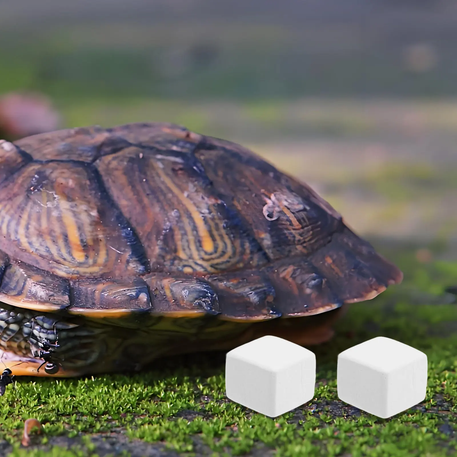 6Pcs Reptile Natural Habitat Supplement Hermit Crab Substrate Turtle Stone Essential Hermit Crab Accessories
