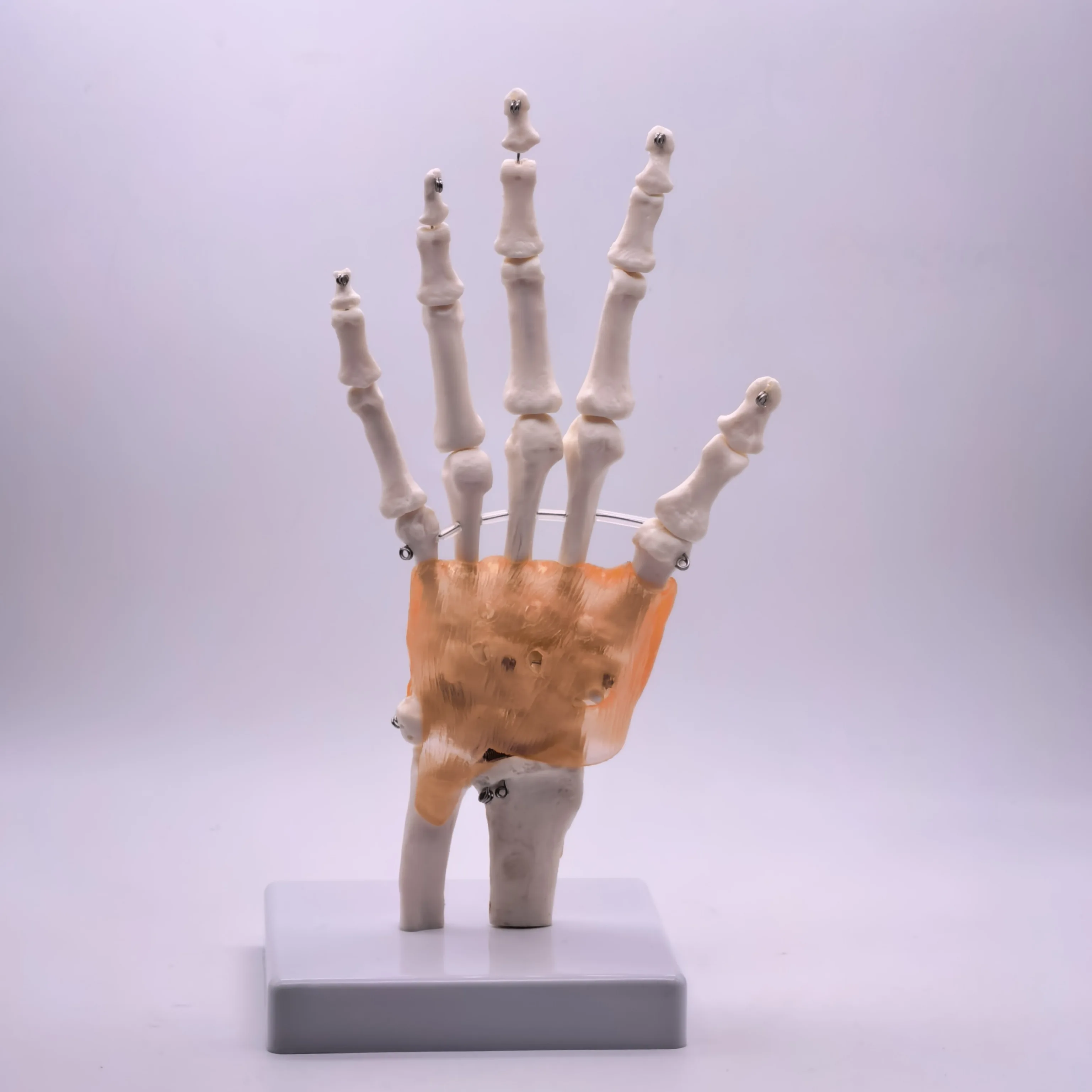 PVC Life Size Hand Joint with Ligaments Anatomical Medical Model Skeleton Anatomy Display Teaching School