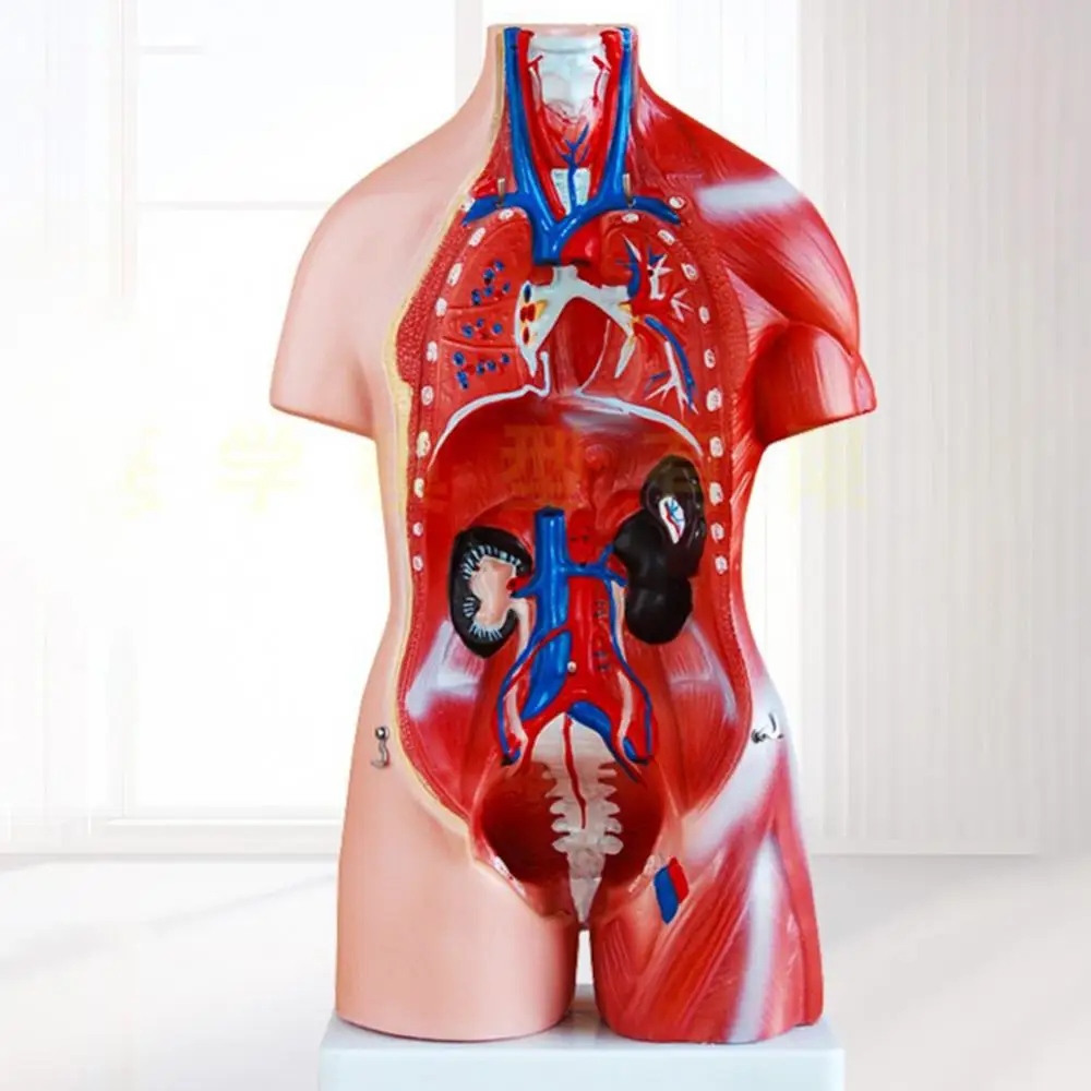 Human Torso Body Model Anatomy Anatomical Medical Internal Organs For Teaching