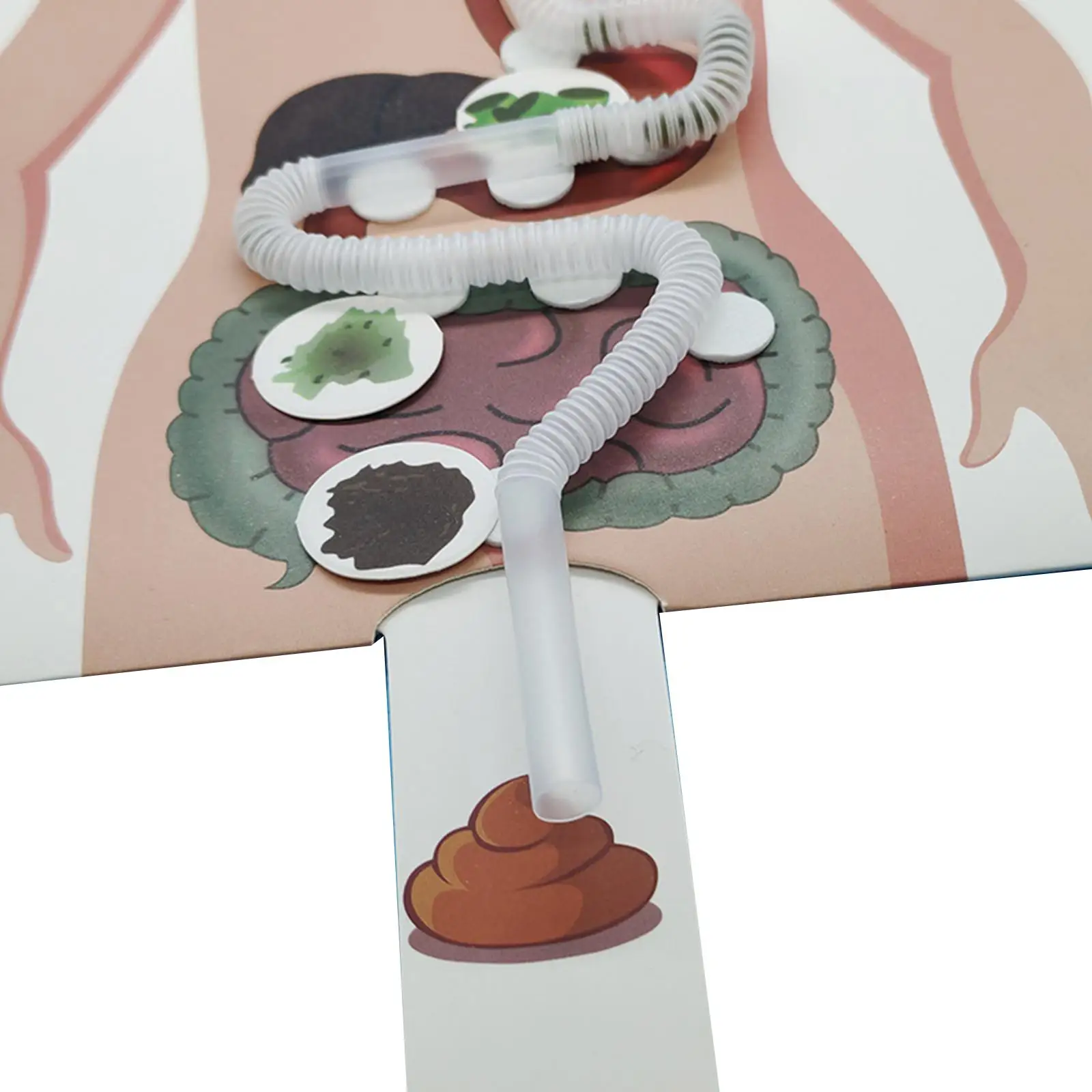 

Human Digestive System Model 3D Puzzle Human Body Parts Educational Toys for Teens Adults
