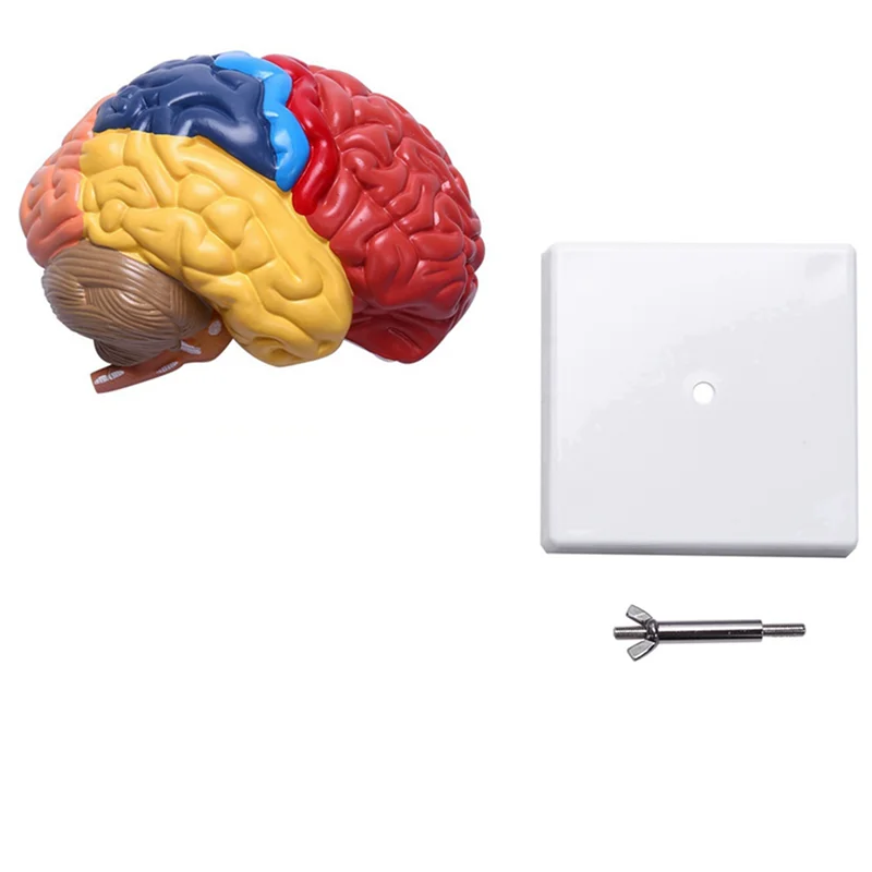

EDT-4X Cerebral Anatomical Model Anatomy 1:1 Half Brain Brainstem Teaching Lab Supplies