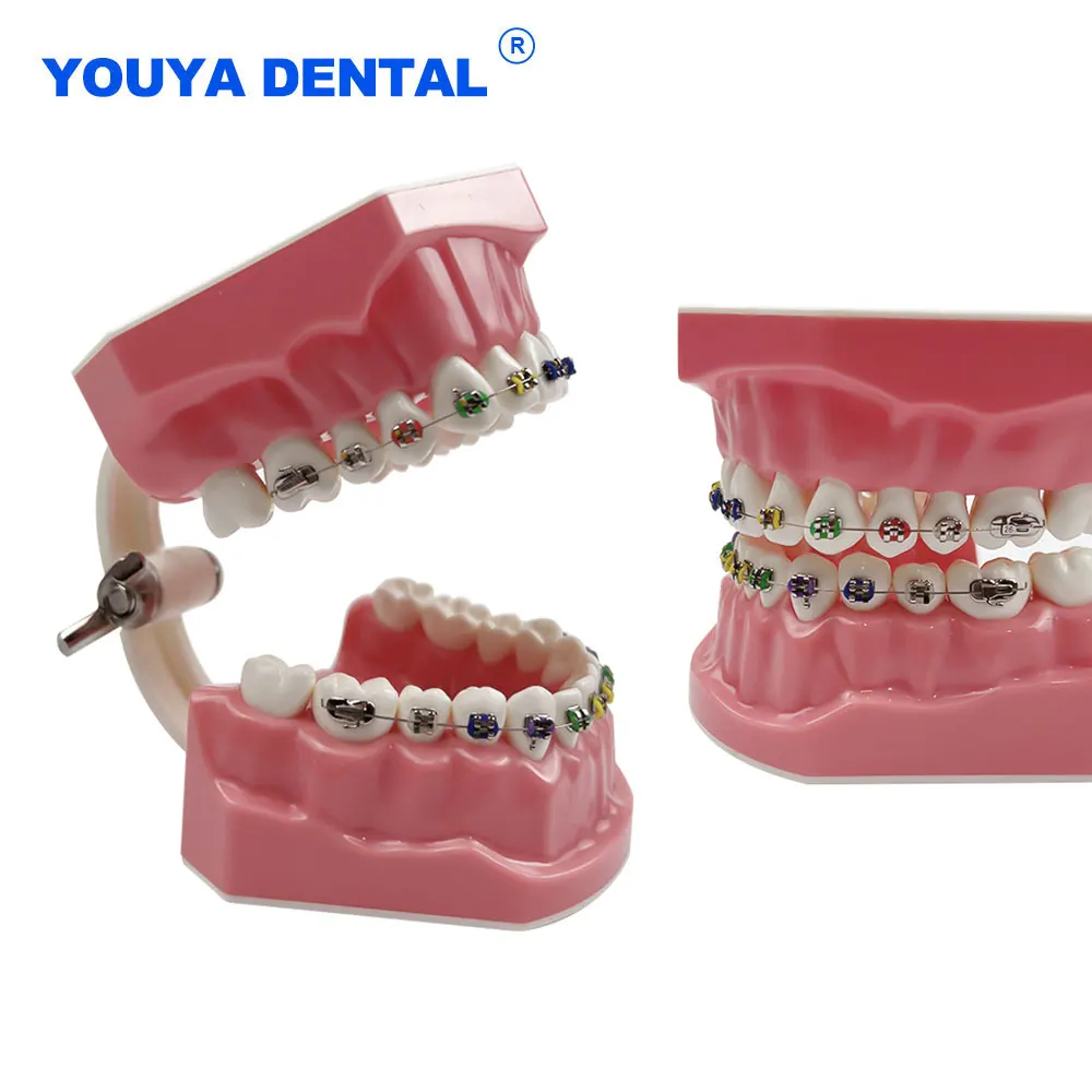 Modelo de ortodoncia Dental de tamaño estándar 1:1 con soporte, arco de alambre, Ligadura, corbata, Typodont, demostración para dentista,