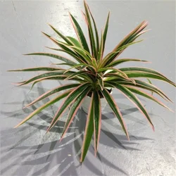 Artificial Chlorophytum Comosum Branch Plastic Plants Wedding Decor Simulation Green Plant No Pot Hotel Shoppingmall Decoration