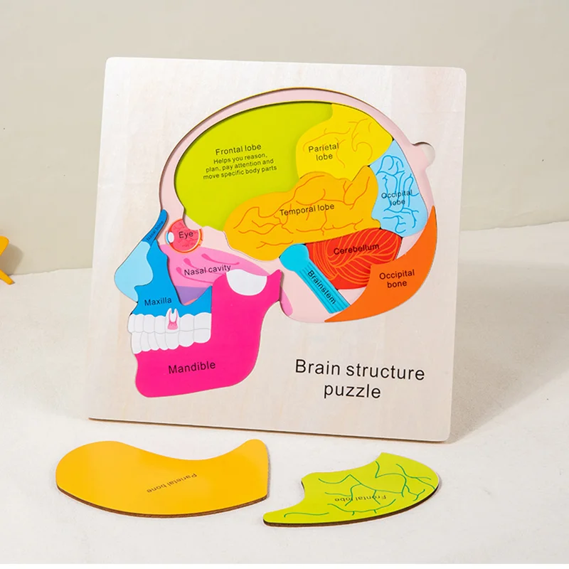 Quebra-cabeça de estrutura cerebral de 3 camadas para crianças, brinquedos educativos de aprendizagem, madeira montessori, materiais de biologia, jogo de coordenação mão-olho