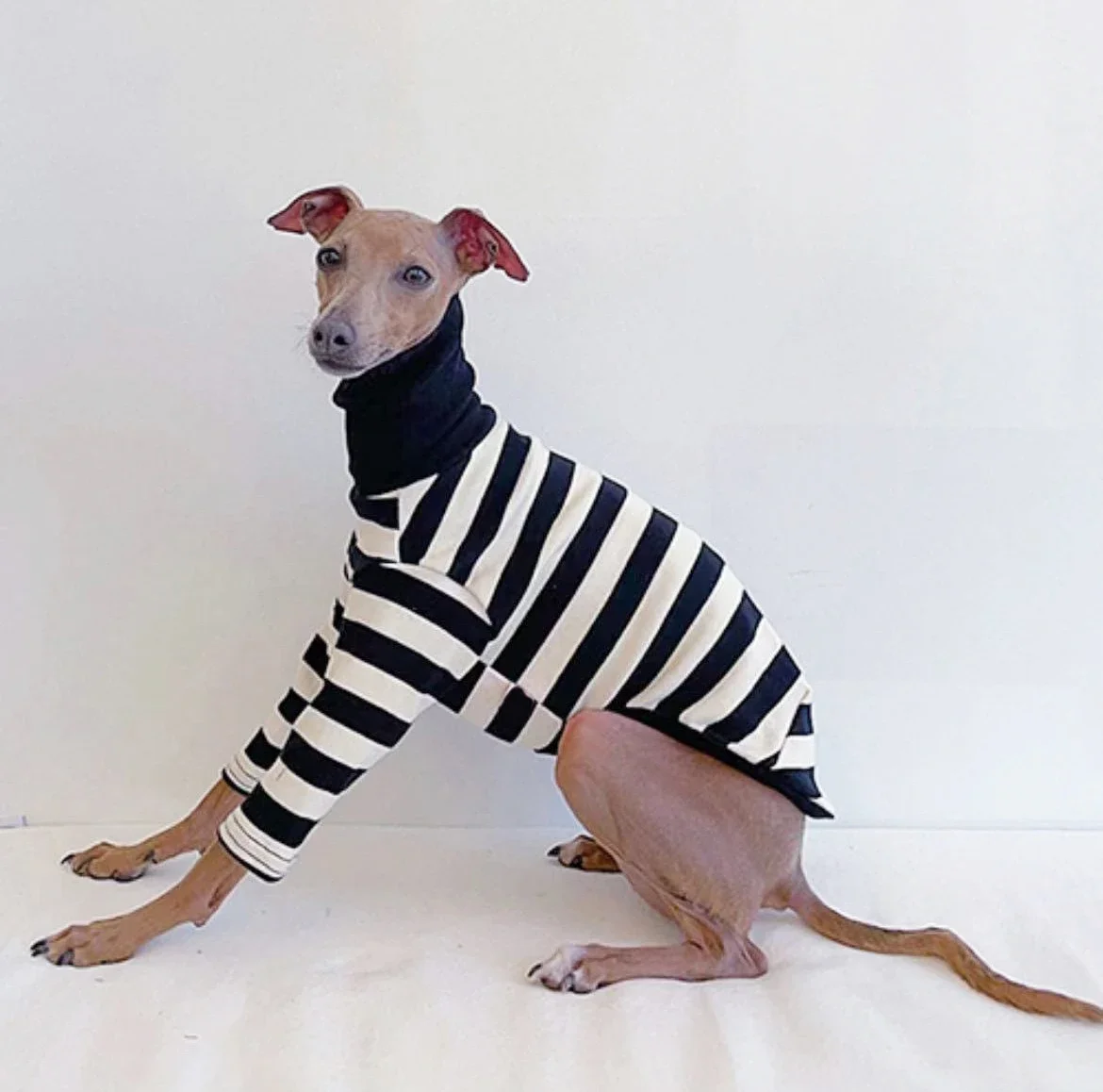 Italian Greyhound Clothes High Neck Striped Cotton Stretch Puppy Whippet Clothes Lingtons Medium Dog Autumn Pet Clothes