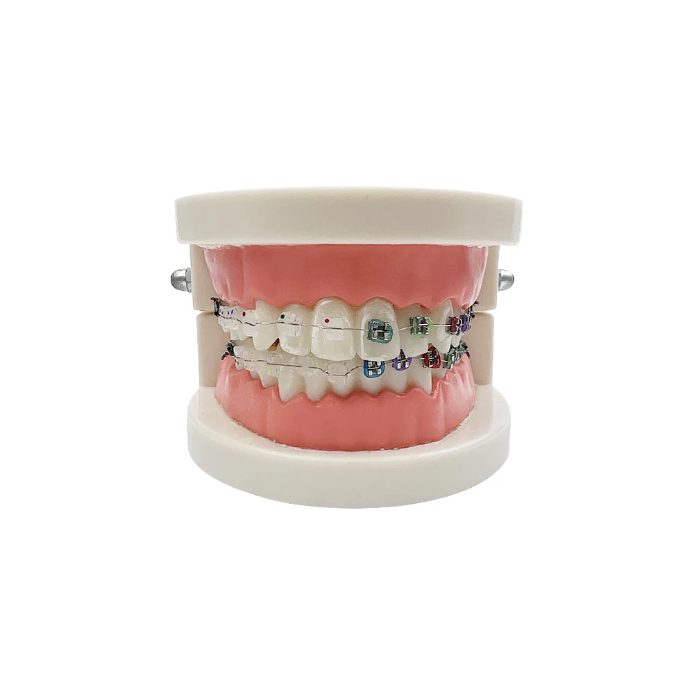 Dental dorosły standardowy model zębów Typodont metalowe / ceramiczne wsporniki do stomatologii dla dentysty modele szkoleniowe dla studentów