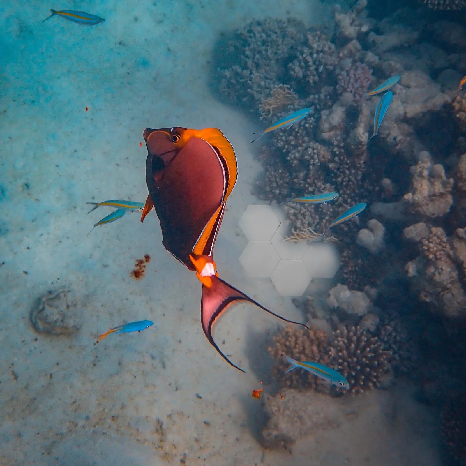 

DRESSOOS Coral Base 10Pcs Aquarium Accessory Ceramic Breeding Holder for Live Coral Cultivation Easy Installation