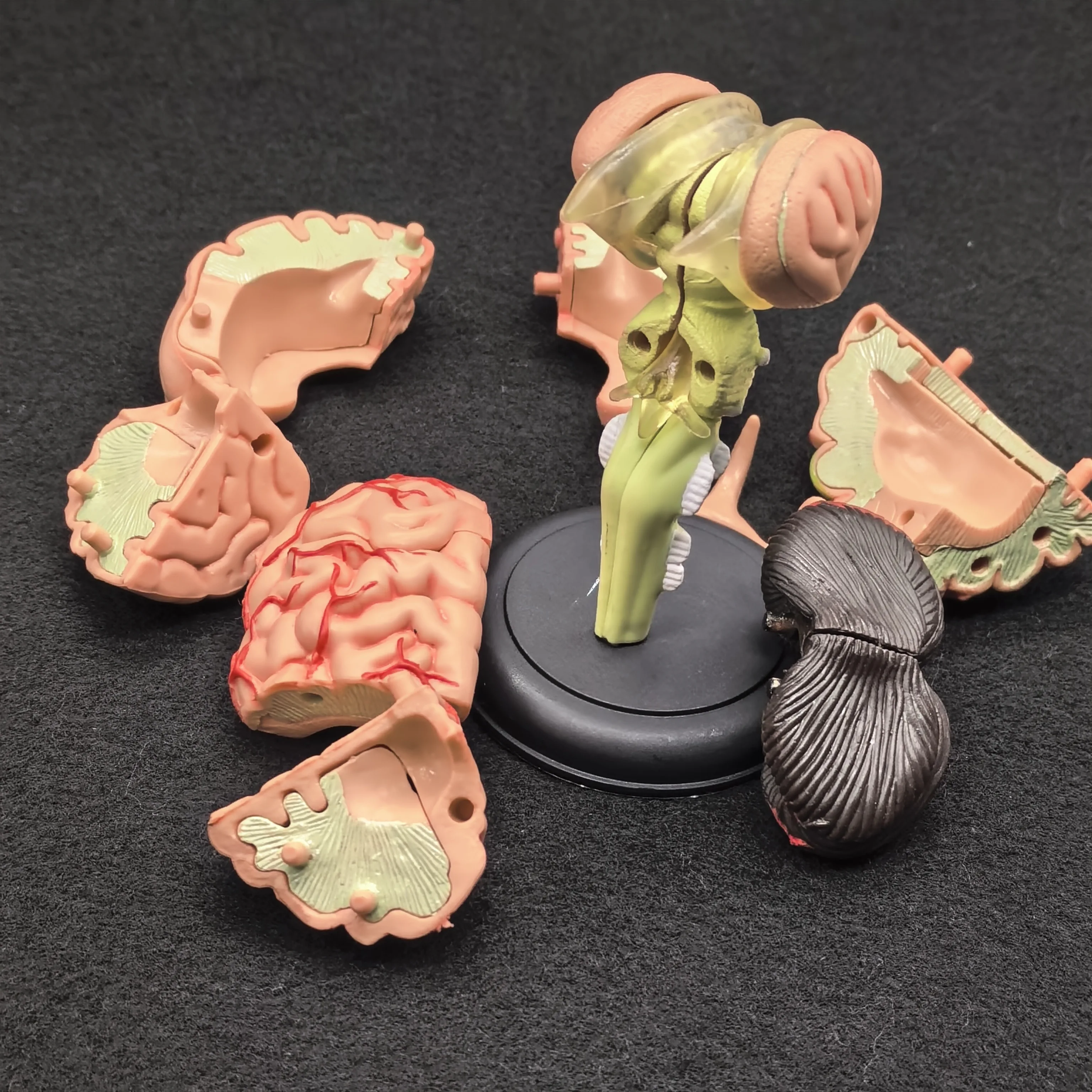 PVC 9x9x9 سنتيمتر نموذج تشريحي للدماغ البشري تحتاج إلى تجميع ثقافة الخيال تعليم العلوم الطبية #5