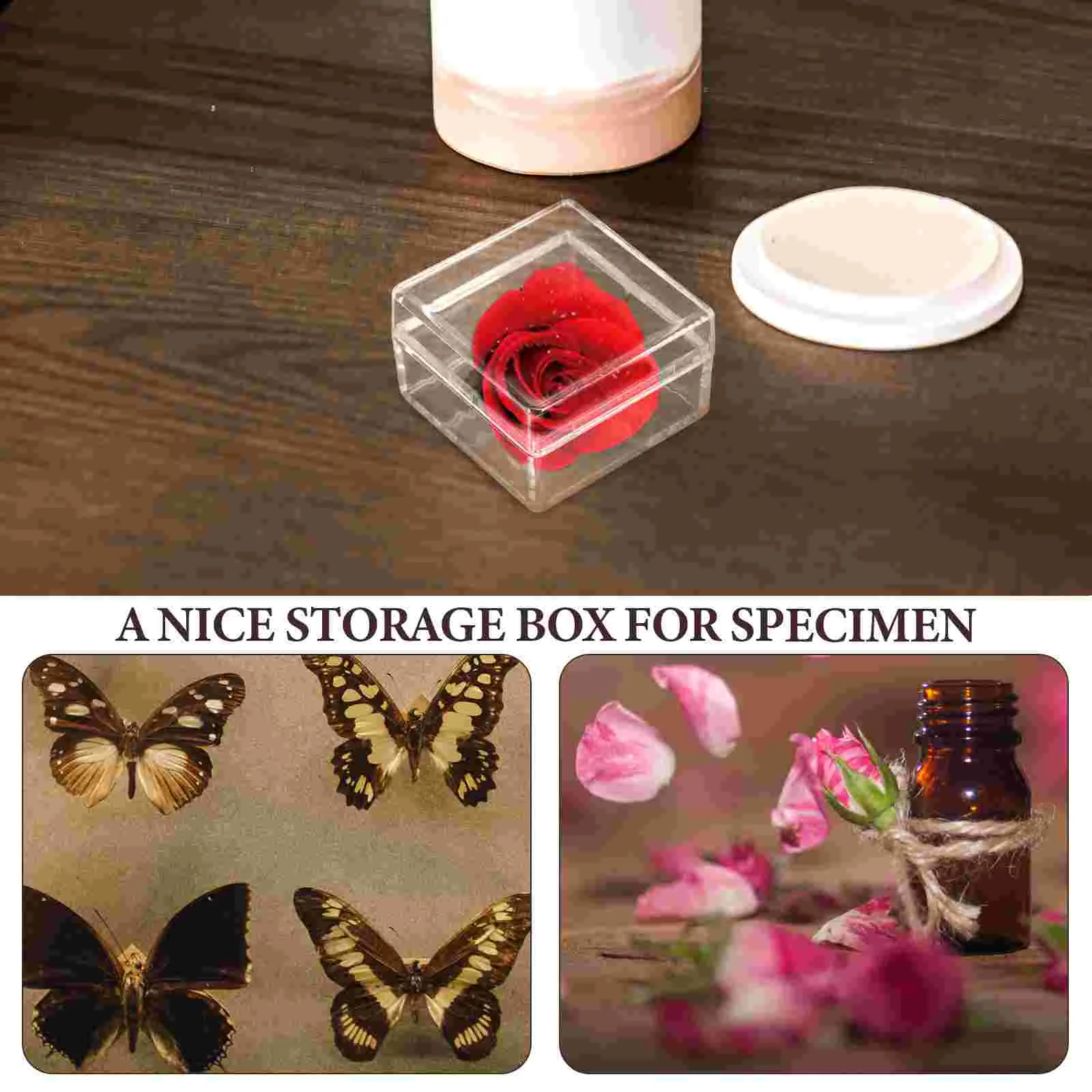 10 Pcs Specimen Collection Box Display Cabinet Storage Boxes Plastic Mineral Case