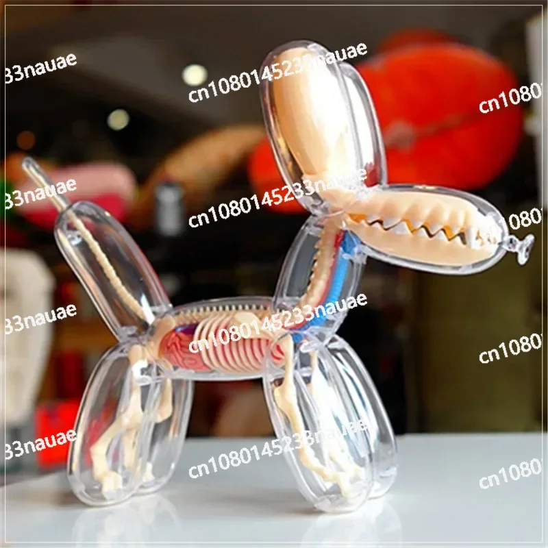 

Toy Perspective Bone Anatomy Model Transparent Skeleton ModelBig Balloon Dog 4d Assembling