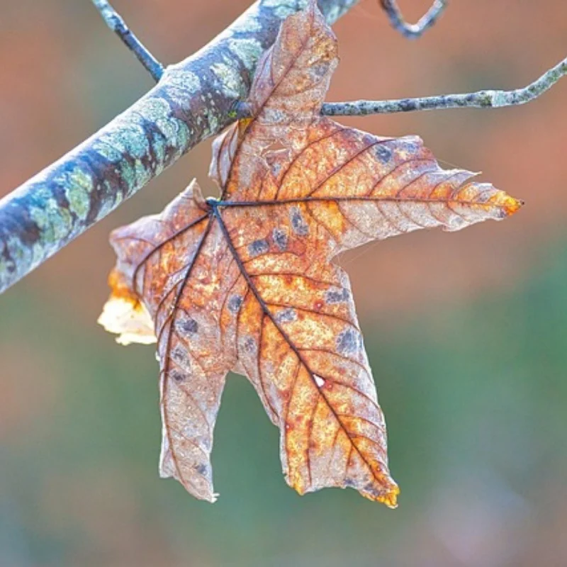 

1set 17mm Adjustment Ruler For trxs 1/8 Rally Short Truck 1/7 Electric Off-road Car