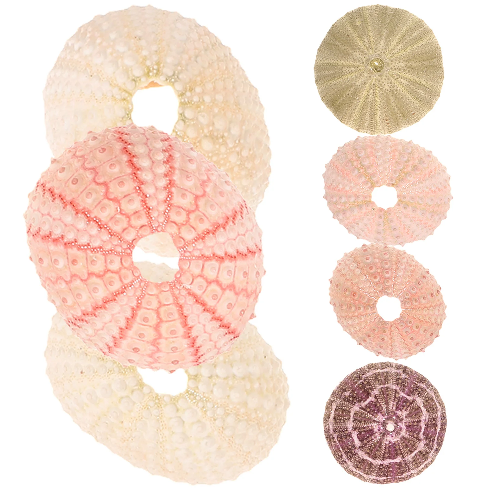 

7Pcs Sea Urchin Shells Decor Unique Handpicked Smooth Edges Perfect Air Plant Holders Aquarium Landscape Fish Tank Decoration