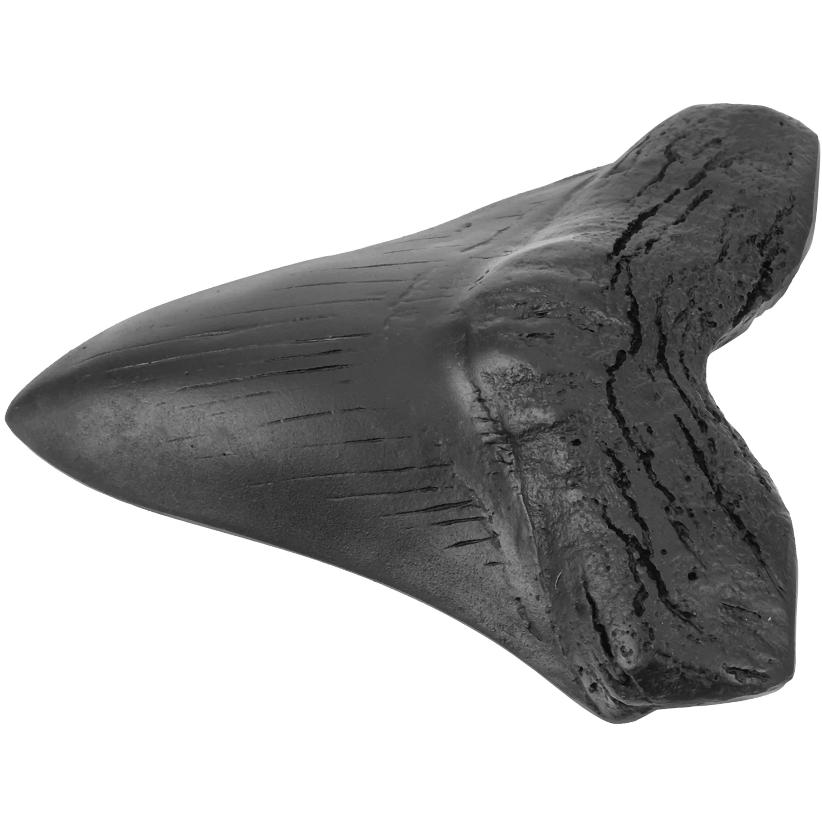 Tooth Fossilized Genuine Specimen Paleontological Decor Sample Giant - Image 4