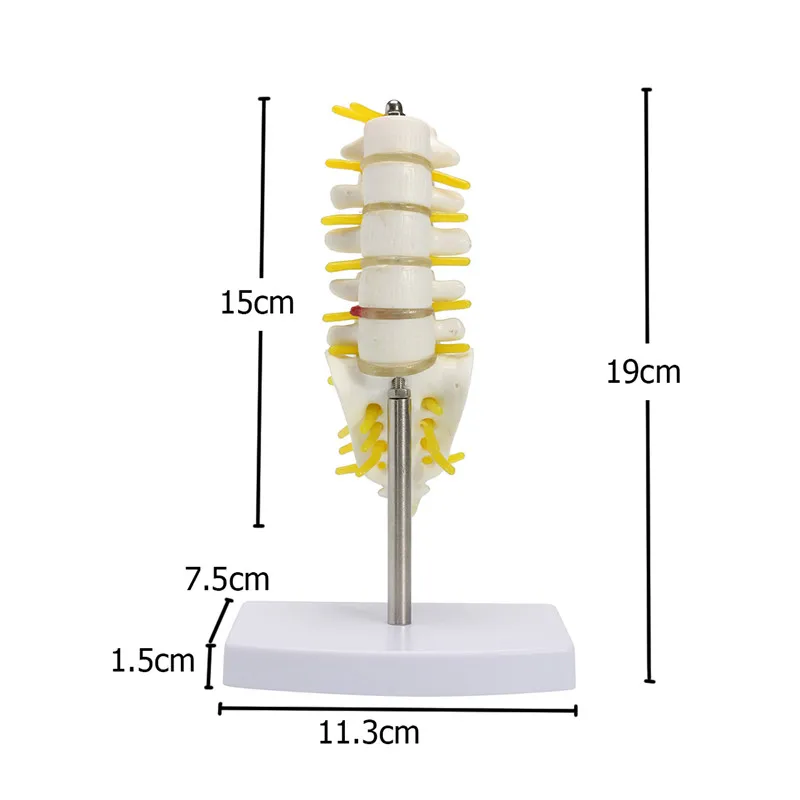 Human Lumbar Spine Model Anatomy Model Medical Spine Statues Medical Science Teaching Resources Dropshipping