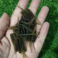 0005 30PCS 010