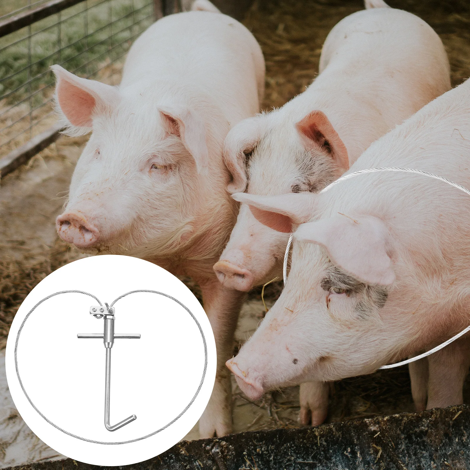 Stainless Steel Pig…