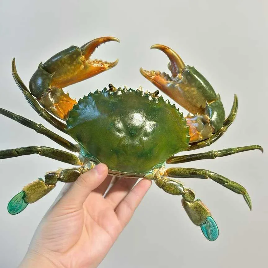 specimens-de-crabe-colores-taxidermie-de-crabe-d'ocean-authentique-objets-artisanaux-naturels-collectionneurs-pour-l'education-scientifique-cadeaux-uniques