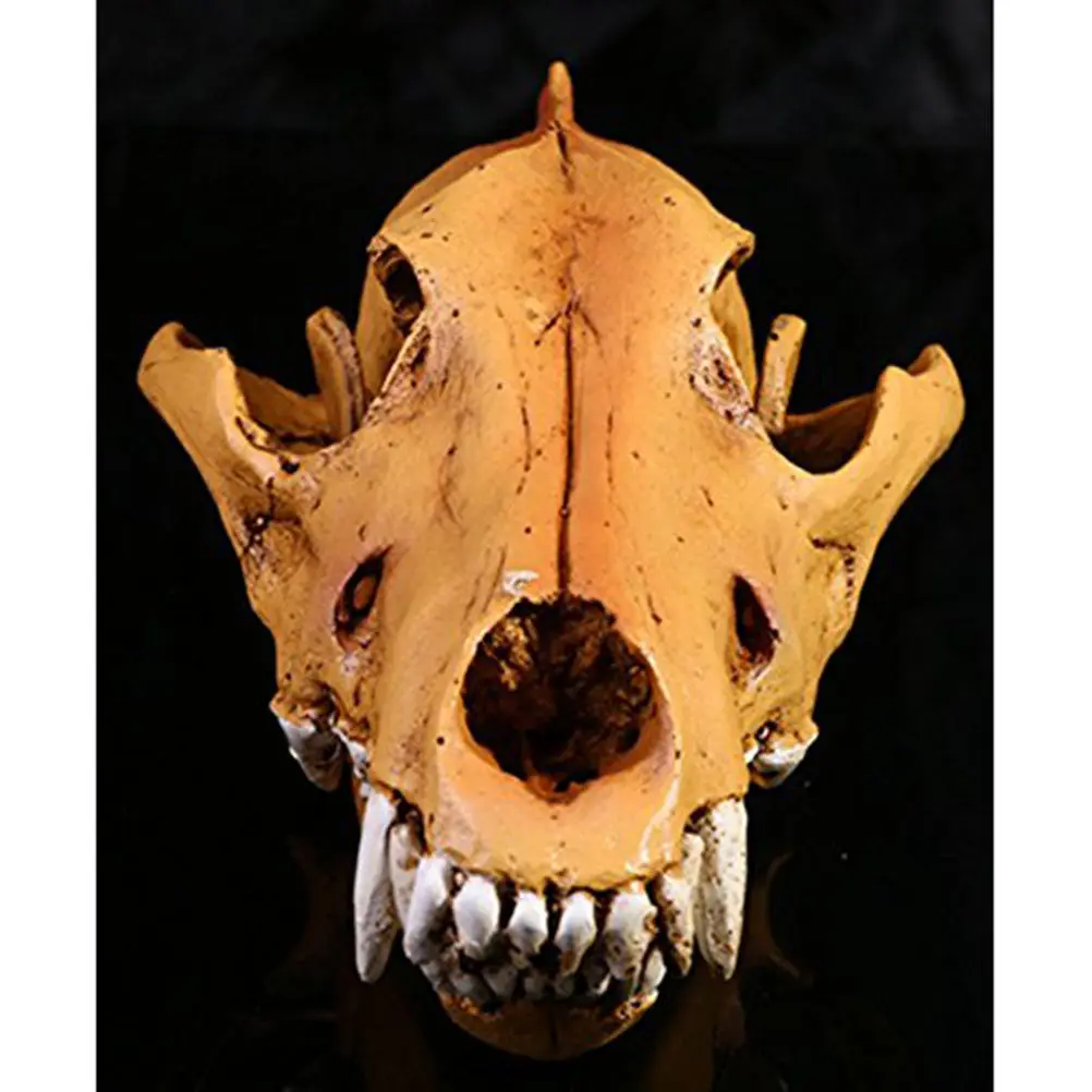 

Wolf Skull Made of Polyurethane Resin Mimics Real Bone Weight and Texture Ideal for Home Bar Party Decor Medical