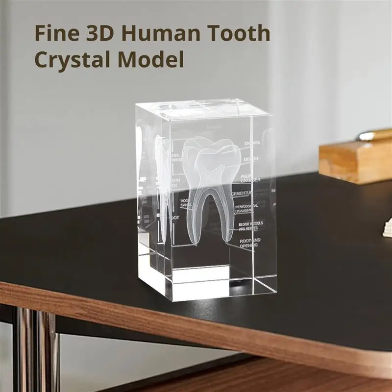 3D Crystal Human Tooth Model Cubic Laser Etched Anatomical Tooth Model For Home And Office Hospital Decoration Dentists Gifts