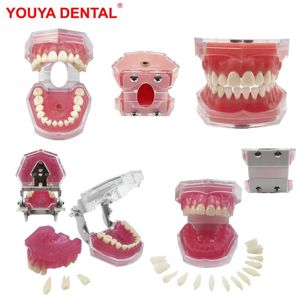 1pcs Dental Model With Removable Teeth Soft Gum Tooth Extraction Model Typodont For Teaching Learning Studying Training Practice