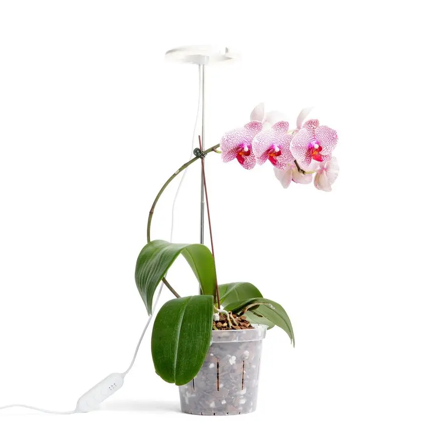 

Grow Light for Orchids, Lumina Orchid, Full Spectrum Plant Light with Adjustable Height and Automatic Timer White