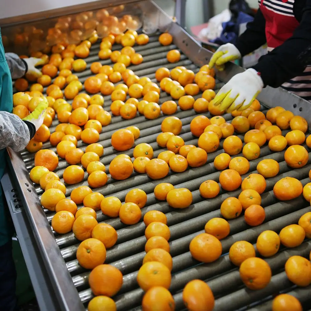 جيجو آيلاند اليوسفي المفتوح المولود الجديد، مقاس كبير، 9 كجم