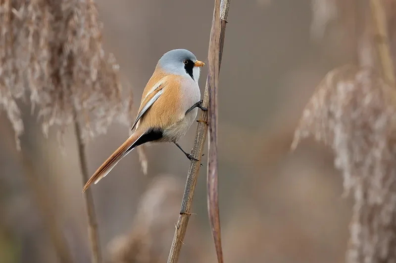 Holybro Kopis Cinewhoop Kit de marco de 2,5" Repuestos - Placa inferior de fibra de carbono y protector de hélice para FPV