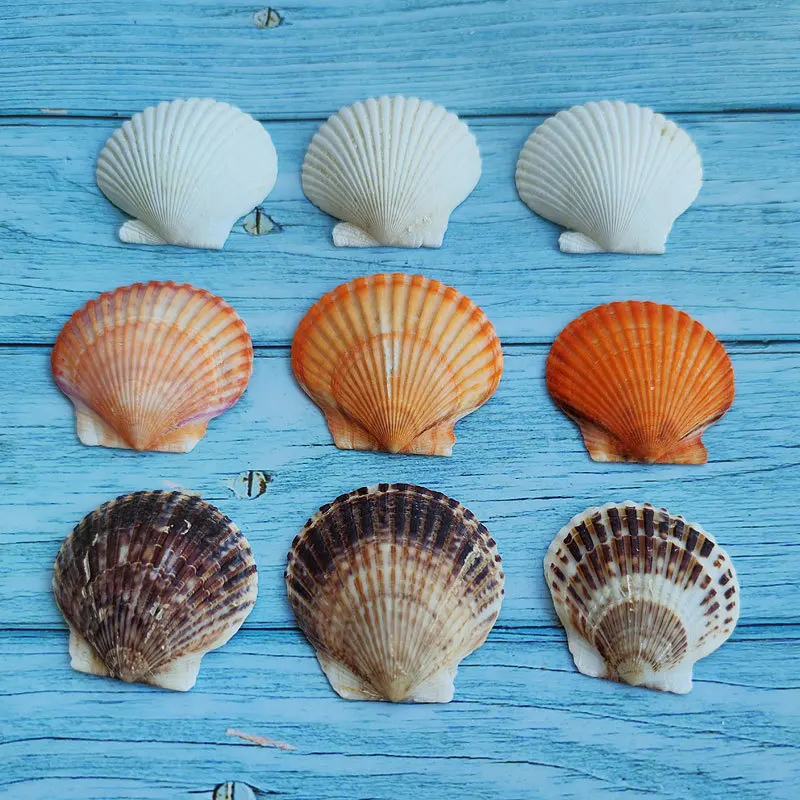 Natural Pecten Maximus 5cm Shell - White Scallop, Gray Fan Clam Wall Decor, DIY Painting Material, Aquarium Landscape, Hawaiian