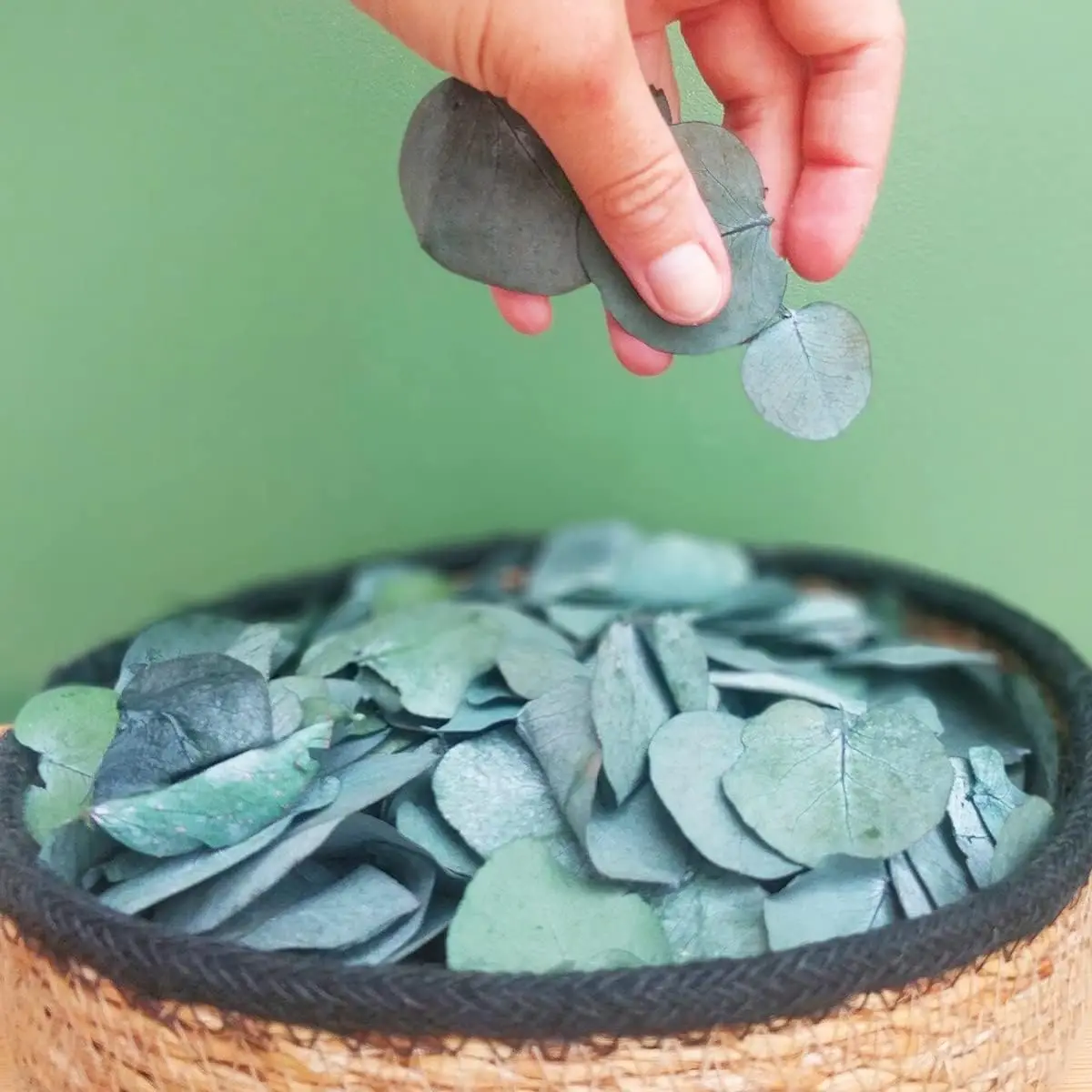 

1600+ Preserved Real Eucalyptus Leaves Small, Natural Bulk Eucalyptus for Wedding Confetti, Party Decor, DIY Crafts